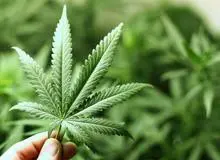 کشف ۶ کیلو «گل» در تهران