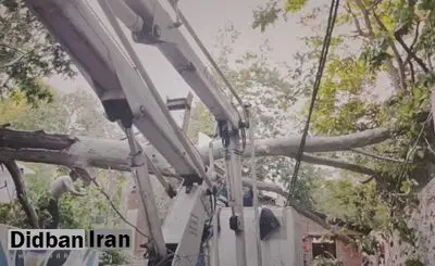 سقوط درخت در محله درکه تهران+عکس