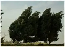وزش باد شدید در تهران/ کاهش دما تا ۶ درجه