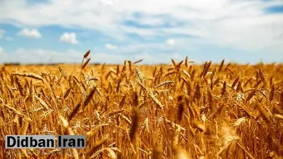 خرید تضمینی گندم به بیش از ۴ میلیون تن رسید