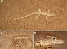 کشف موجودی با نقوش هیروگلیفی در تپه‌های شنی ایران؛ گونه جدید مارمولک‌های دونده چه ویژگی‌هایی دارند؟