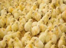 جوجه یک روزه کمیاب و گران شد/ هشدار درباره افزایش  ۲ برابری قیمت مرغ