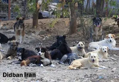  بیش از ۳۰ هزار قلاده سگ بلاصاحب در تهران وجود دارد/ پیمانکاران شهرداری سگ‌ها را بعد از جمع‌آوری دوباره رها می‌کنند تا پول به جیب بزنند!