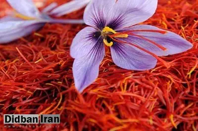 طرح شناسنامه‌دار شدن زعفران به کجا رسید؟