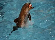 دلفیناریوم برج میلاد پایتخت برای همیشه تعطیل شد