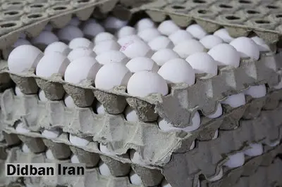تخممرغ گران شد؟/ قیمت هر شانه ۳۰ عددی و تخممرغهای بستهبندی را ببینید