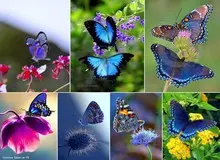 سود میلیاردی قاچاق حشرات!