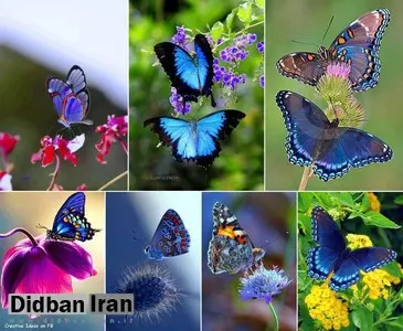 سود میلیاردی قاچاق حشرات!