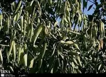 خسارت 500 میلیارد ریالی گرمای تابستان به بخش کشاورزی دزفول