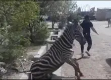 فیلم/ شکنجه ۳ گور خر در باغ وحش صفا دشت کرج 