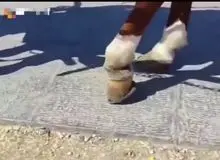 شهرداری اصفهان: با صاحب اسب آسیب‌دیده در میدان نقش‌جهان برخورد شده
