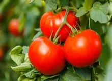  سه روش مهم و کاربردی برای فریز کردن گوجه فرنگی