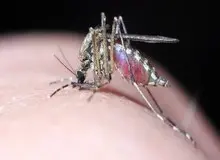 استانداری هرمزگان: مخاطرات پشه آئدس از کرونا هم بیشتر است / فرد مبتلا به این بیماری می‌تواند دیگران را هم آلوده کند / زیستگاه این پشه مخرب باید سریعا پاکسازی و سم پاشی شود