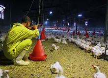 یک قرارگاه جدید در کشور تشکیل شد/  قرارگاه ساماندهی؛ مرغ  را گران کرد!