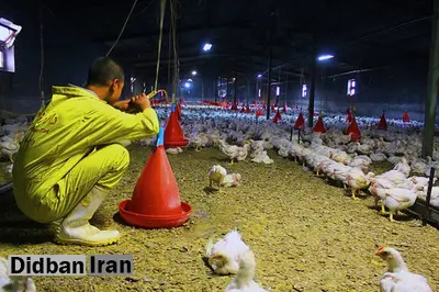 یک قرارگاه جدید در کشور تشکیل شد/ قرارگاه ساماندهی؛ مرغ را گران کرد!