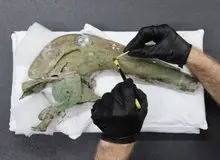 کشف خارق‌العاده شیپور جنگ در انگلیس