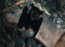 چرا خفاش عامل انتقال بسیاری از بیماری‌های مرگبار است؟