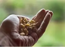 چگونه با آجیل باروری مردان را افزایش دهیم؟