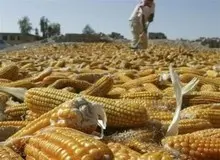 ۱۴۰هزار تن ذرت آلوده وارداتی در انبارهای خوزستان است
