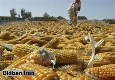 ۱۴۰هزار تن ذرت آلوده وارداتی در انبارهای خوزستان است
