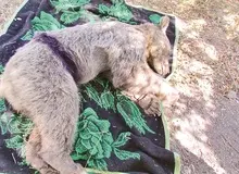 مرگ ٦ خرس با حمله آدم‌ها