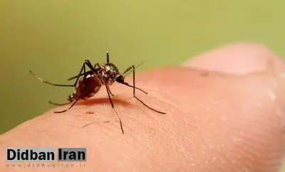 آمار جدید ابتلا به تب دنگی در کشور/ پشه آئدس در کدام استان‌ها دیده شده است؟