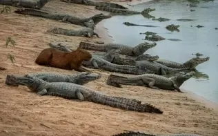 چرا تمساح این طعمه آسان را شکار نمی‌کند؟ / راز یک همزیستی عجیب