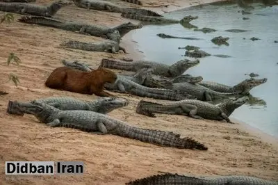 چرا تمساح این طعمه آسان را شکار نمی‌کند؟ / راز یک همزیستی عجیب