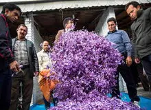تولید زعفران در ایران ۴۰ درصد نسبت به پارسال کاهش پیدا کرده است