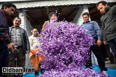 تولید زعفران در ایران ۴۰ درصد نسبت به پارسال کاهش پیدا کرده است