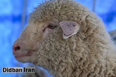 اولین گوسفند ویرایش ژنتیکی‌شده هند یک‌ساله شد