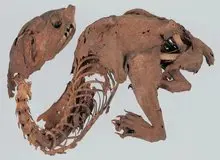 راز مومیایی اژدها که در ژاپن پیدا شد+تصاویر / معمایی که ۶۰۰ سال حل نشده باقی ماند