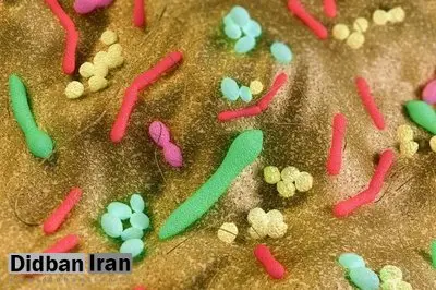 ژنها عامل تشکیل باکتریهای روده برای مبارزه با چاقی و دیابت