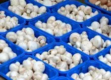 رییس انجمن پرورش دهندگان قارچ خوراکی؛ قیمت هر کیلو قارچ فله ۴۳ هزار تومان شد