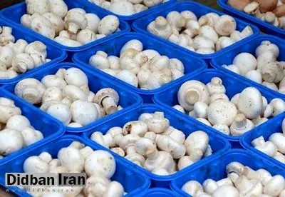 رییس انجمن پرورش دهندگان قارچ خوراکی؛ قیمت هر کیلو قارچ فله ۴۳ هزار تومان شد