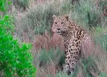 دیده شدن دو قلاده پلنگ در دامغان