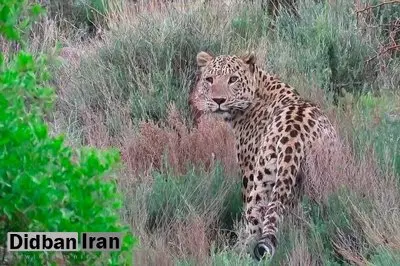 دیده شدن دو قلاده پلنگ در دامغان