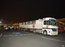 تصاویر : قطر برای مقابله با تحریم‌ها گاو شیرده وارد کرد