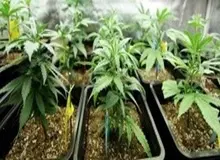 کشف تعداد زیادی «آر‌پی‌جی» از یک باند قاچاق موادمخدر/ افزایش ۳۴۰درصدی داروها و آمپول‌های مخدر