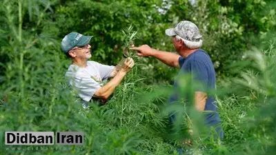 کشف «کانابیدیول CBD» شاهدانه در یک گیاه کاملاً متفاوت که کشت آن ممنوع نیست