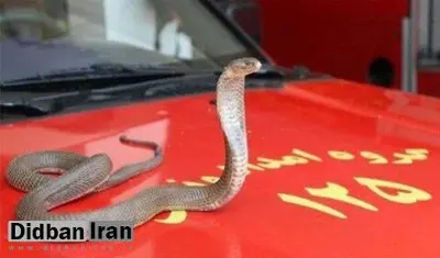 مراقب مارها در شروع فصل گرم باشید 