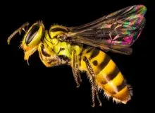 چند گونه زنبور در جهان وجود دارد؟ / بیشتر از چیزی است که فکرش را می‌کنید