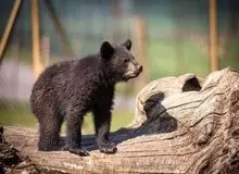 سازمان محیط زیست بالاخره اعتراف کرد: خرس پارک پردیسان احتمالا دزدیده شده!