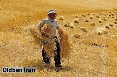 اگر بارشی نداشته باشیم، شرایط سبزینگی دیم‌زار‌ها خوب نخواهد بود