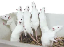 نوشابه چه بلایی سر  موش‌ها آورد!