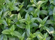 خواص جادویی عرق نعناع در کاهش وزن