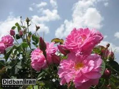 اثر مفید عطر گلها و گیاهان بر سلامت افراد