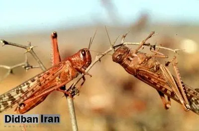 فیلم / حمله ملخ ها به جنوب تهران 