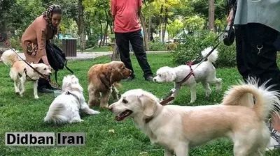 سگگردانی در بروجرد ممنوع شد