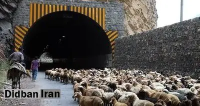 جاده کندوان ۲۴ ساعت برای عبور دام‌ها مسدود می‌شود

